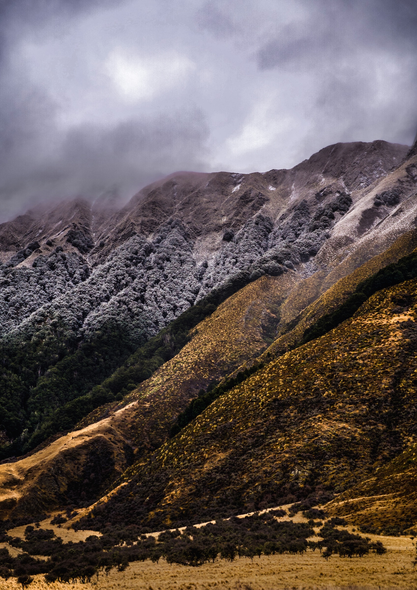 Moke Lake Hillside fine art print by Amalia Remus